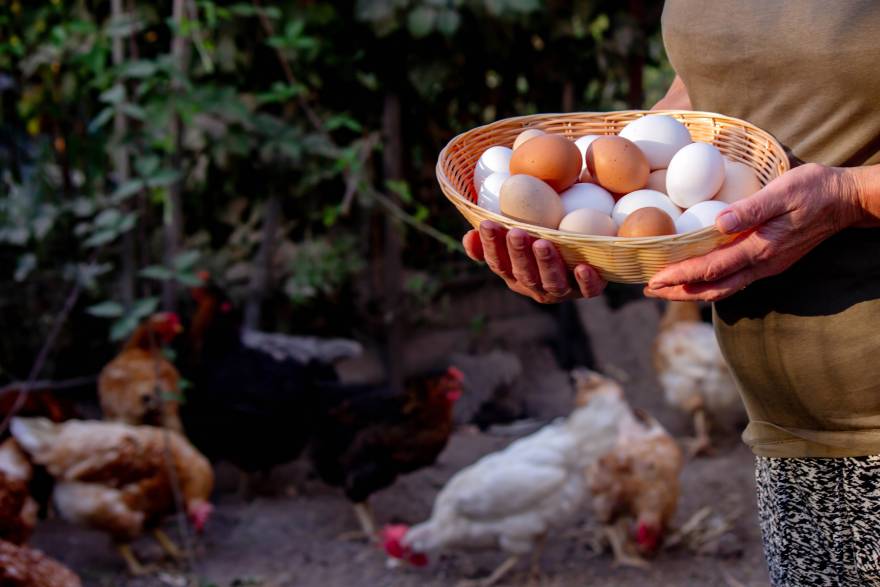 Farmer drži korpu sa jajima u rukama